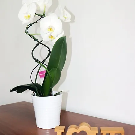 Zeleno Srce * Soko Banja