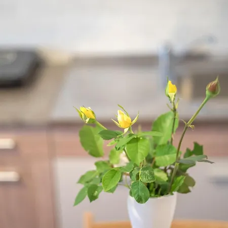 Lägenhet Zeleno Srce