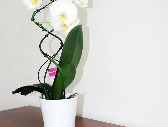 Zeleno Srce * Soko Banja